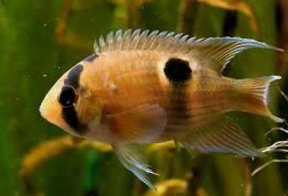 GB Akara z Maroni, Cleithracara maronii