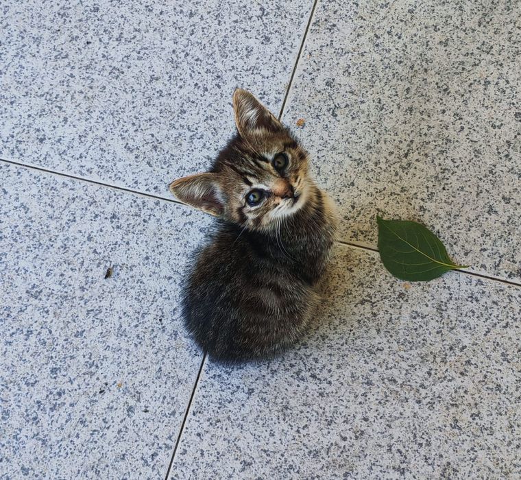 Gatinhos para adoção (Braga)