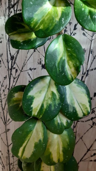 Hoya obowata variegata. Hoja obovata picta. Ukorzeniona sadzonka