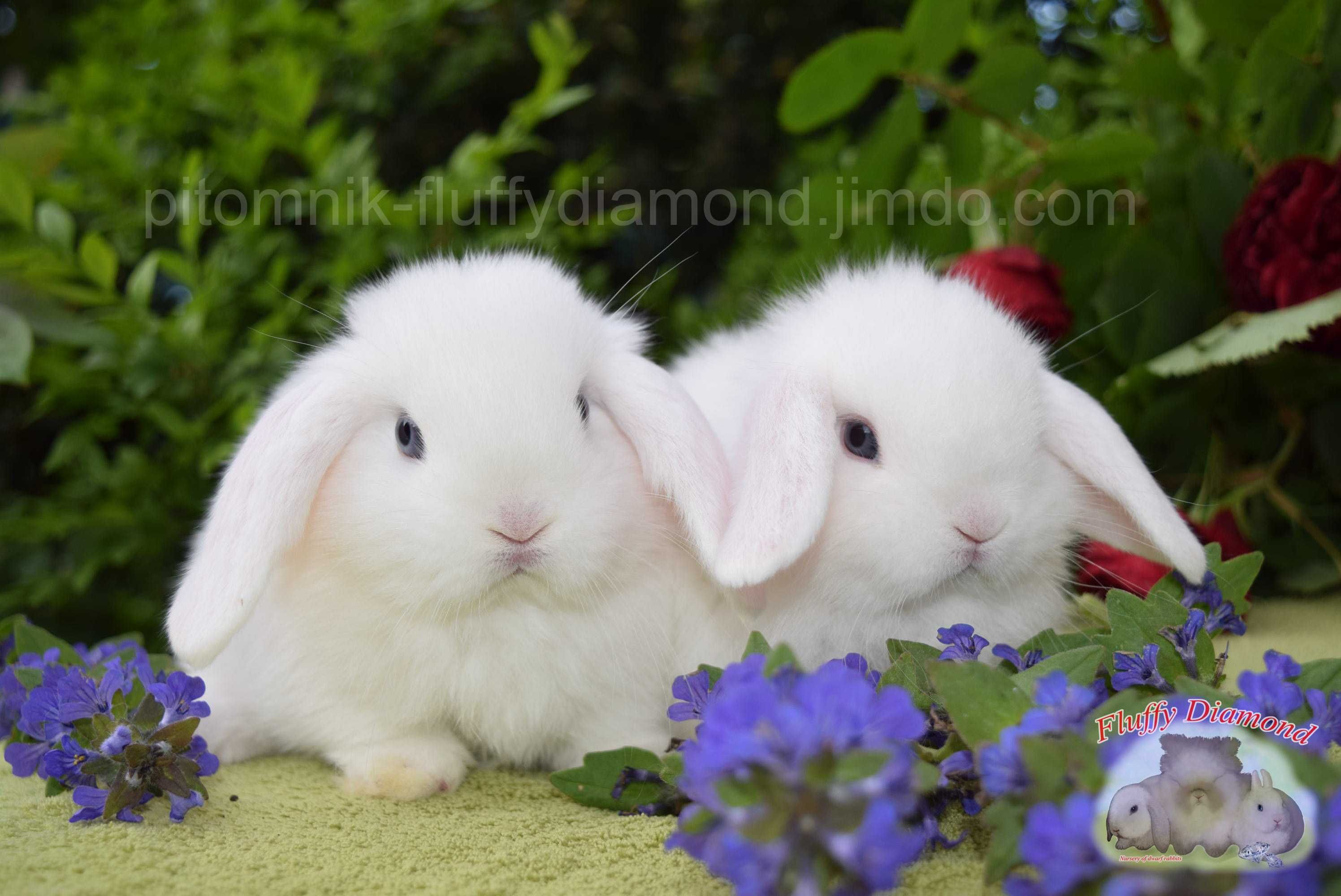 Білі блакитноокі кроленята. Нідерландський кролик з розплідника