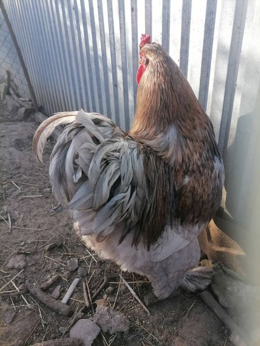 Продам півней породи кохінхін