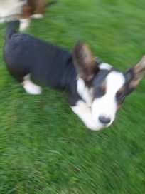 Welsh Corgi Cardigan cudowny Leo