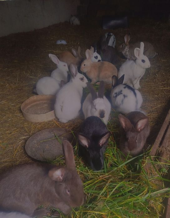 Młode króliki 15szt
