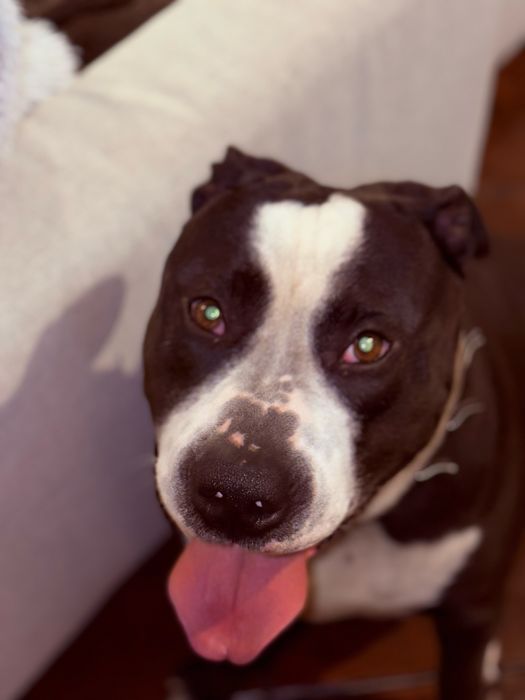 Adoção Responsável para o Spike