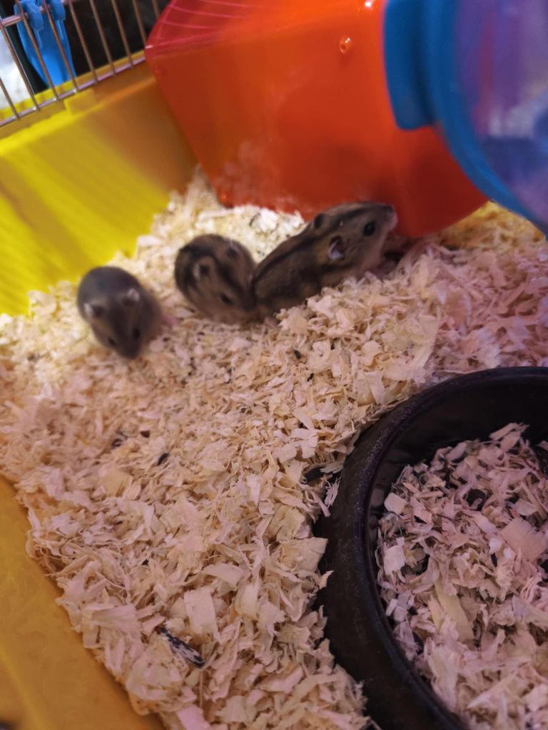 Oddam chomiczki dżungarskie