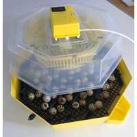 Inkubator, wylęgarka klujnik CLEO 5 41-60 jaj PÓŁAUTOMAT