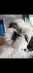 Shih Tzu piesek z metryką rodowodem ZKwP FCI