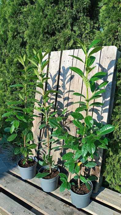 Laurowiśnia 'Novita' (Prunus laurocerasus 'Novita')