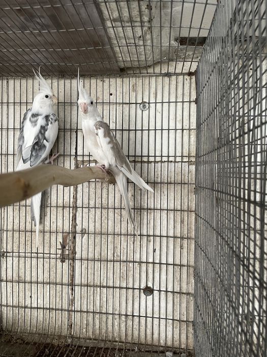 Varias caturras disponiveis