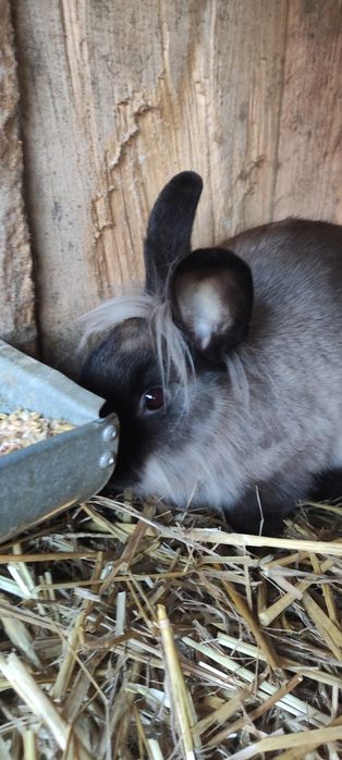 Królik z grzywą, samiec wiek 4 m-ce