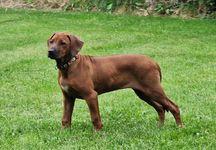 Rhodesian ridgeback - Ślask dostepna suczka standardowa