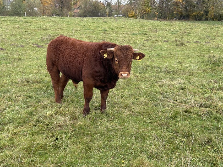 Byk LM na sprzedaż do dalszego chowu