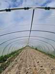 Tunel foliowy ocynkowany
