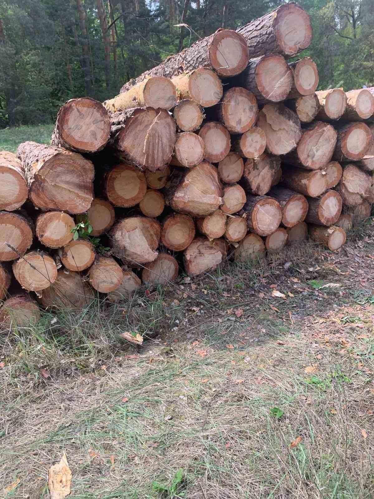 Кругляк сосна з доставкою