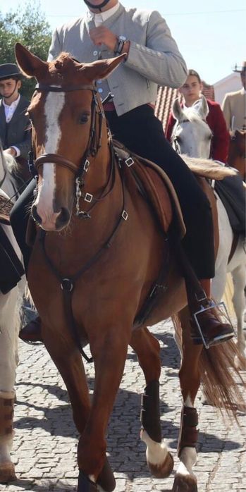Cavalo letra “O” para Venda