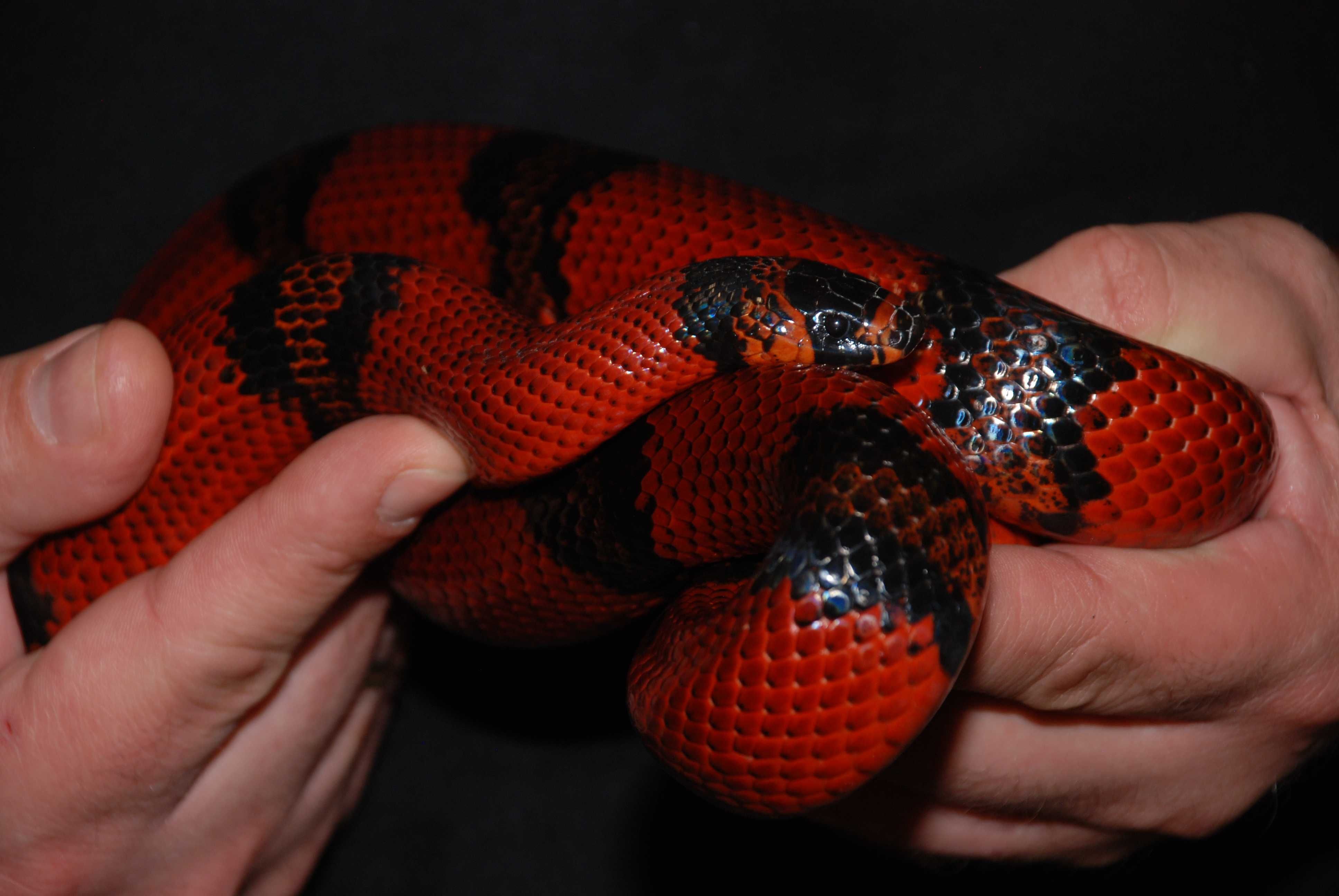 Королевская гондурасская змея подростки и взрослые - террариум, декор