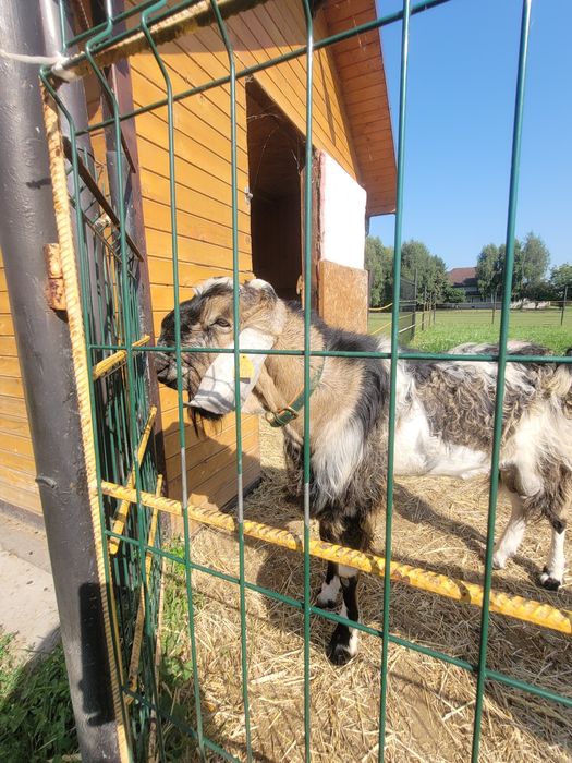 Kozioł anglonubijski
