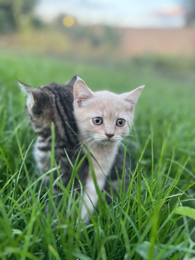 Британські кошенята