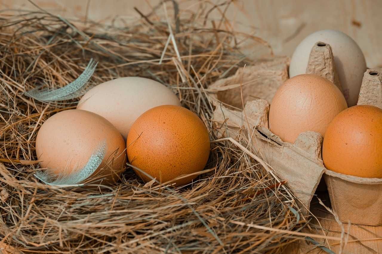 Jajka ,Jaja Wiejskie,Świeże prosto od kury