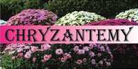 Baner  Chryzantemy 1m x 2m