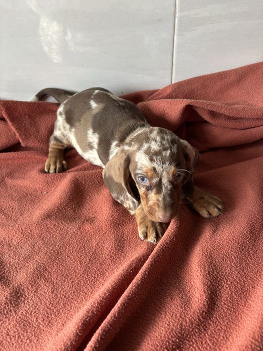 Teckel macho miniatura