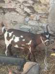 Cabras anãs negociável