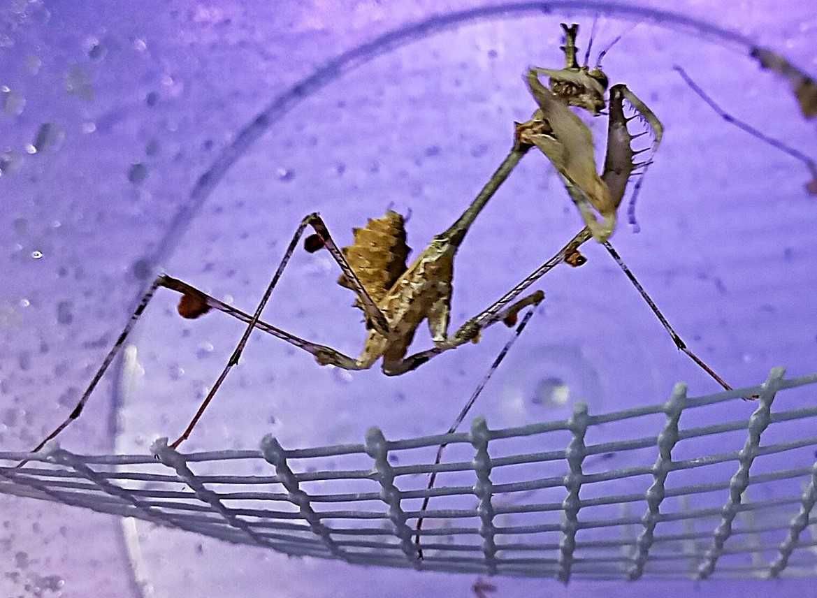 Modliszka egipska S.viridis subimago