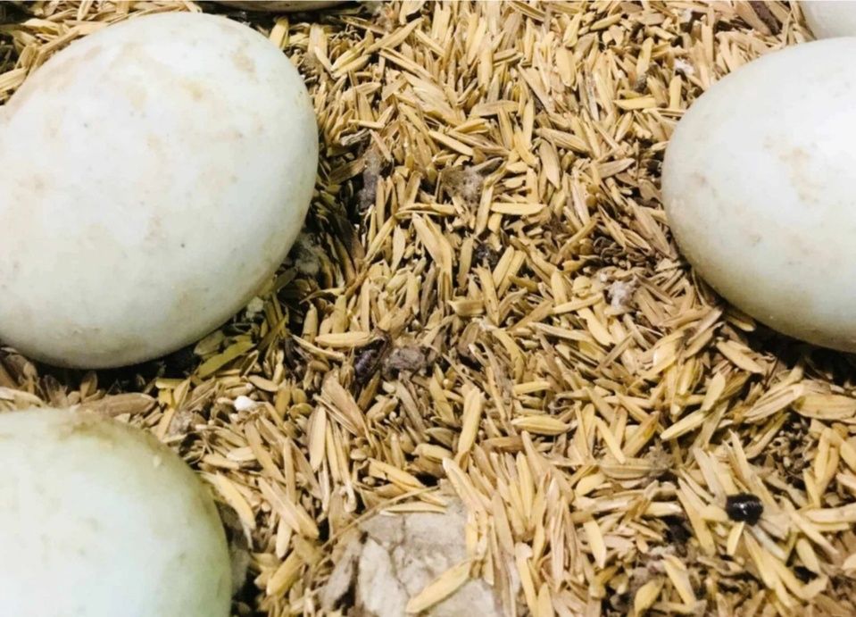 Jaja jajka kaczek biegusów biegus