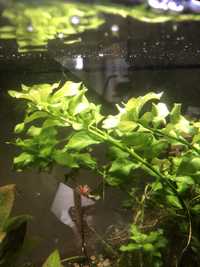 Roslina akwariowa ludwiga zielona