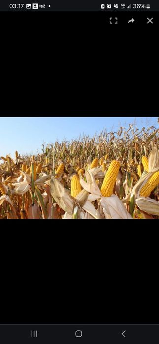 Sprzedam kukurydzę na kiszonkę  ok. 2.4 hektara