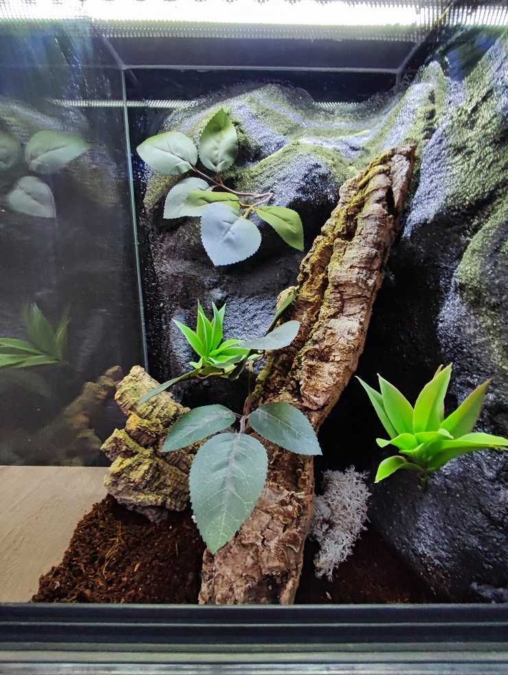 Terrarium szklane nr41 30/30/50 dla gekona orzęsionego, żab DOSTĘPNE