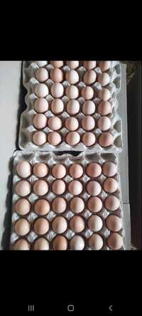 Инкубационное яйцо бройлер кобб 500