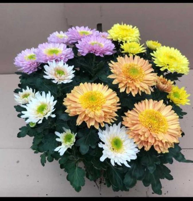 Chryzantemy, chryzantema, szeroki wybór