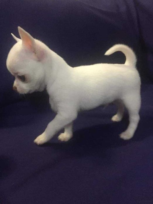 Чіхуахуа красень Ромка запрошує на вязку