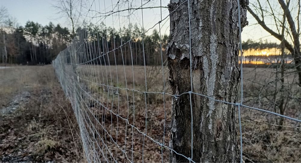 Siatka ogrodzeniowa leśna rolka 50 m + 100 skobli gratis