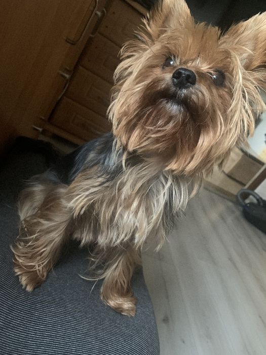 Piesek yorkshire terrier