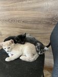 Котики безкоштовно