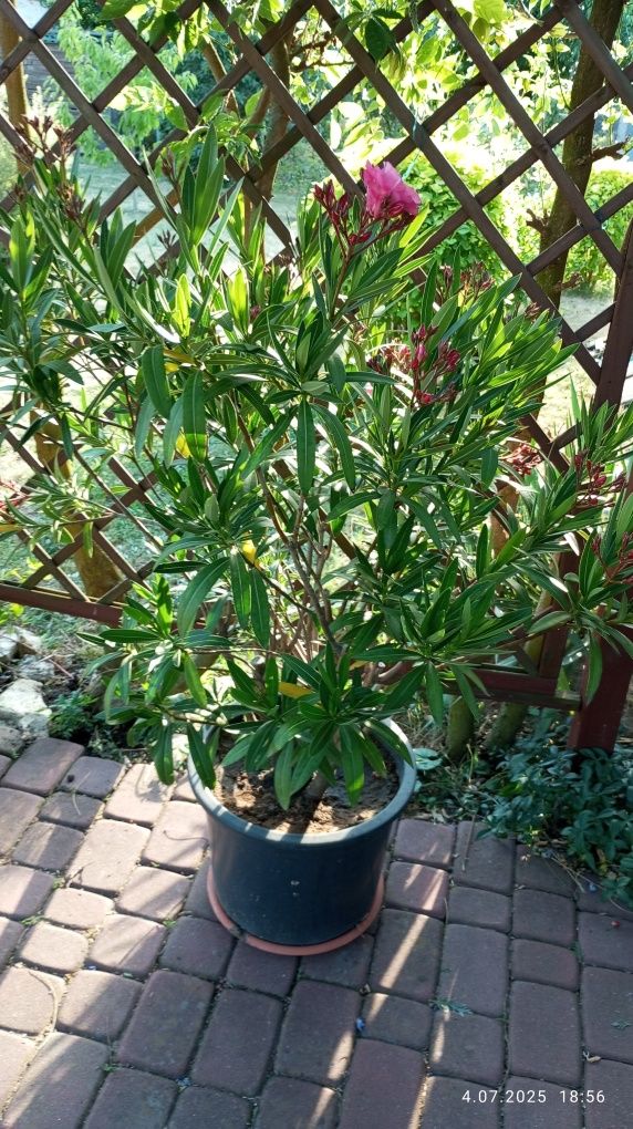 Oleander duży kwitnący