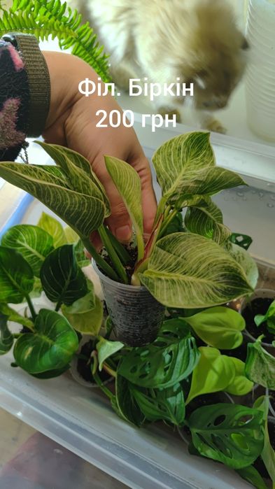 Хойї. Хлорофітум. Монстера. Сингоніум.Філодендрони . Зрізи і вкорінен