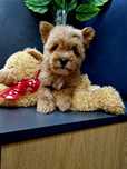 West highland white terrier Pudel toy Westiepoo szczenięta