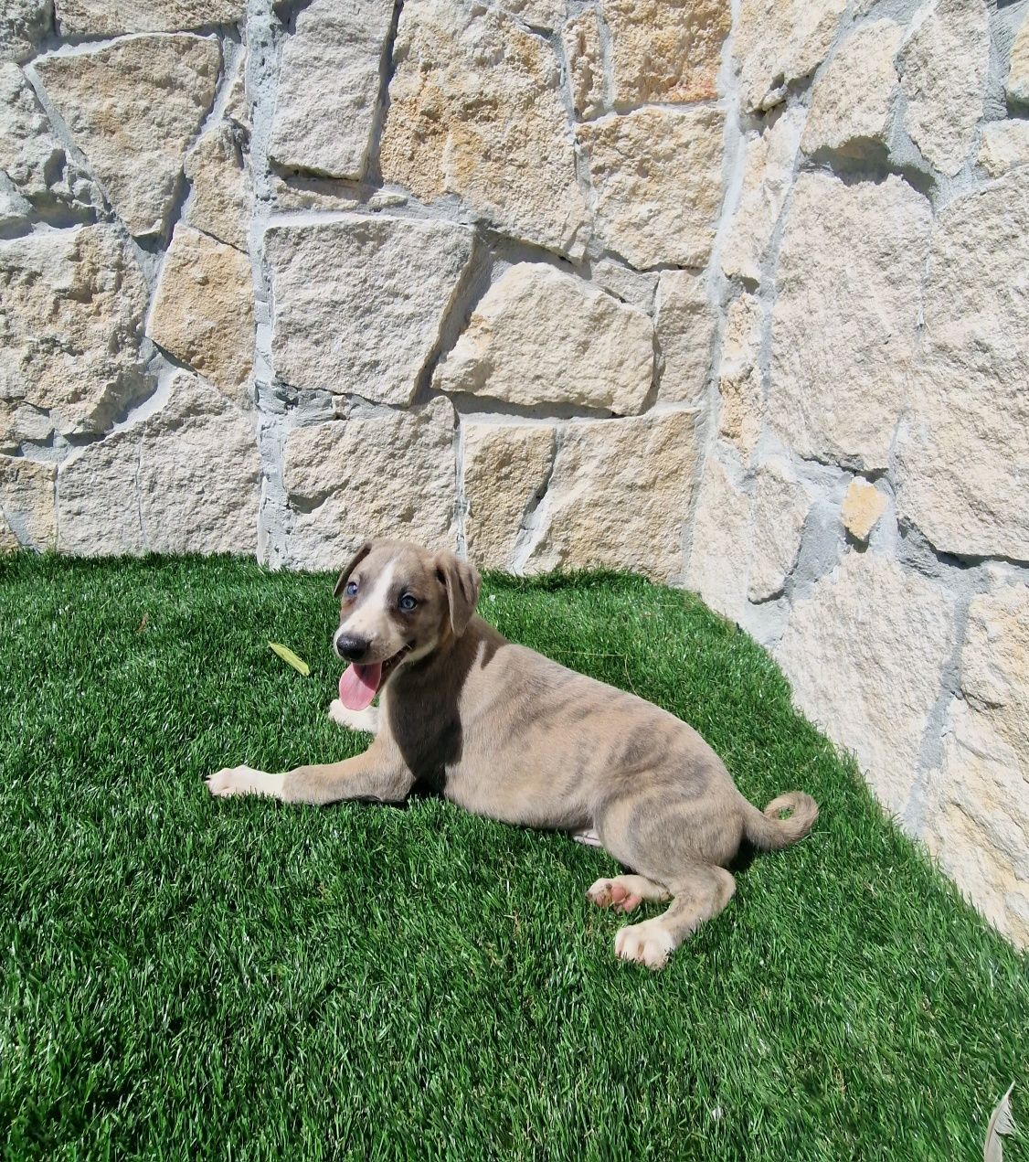 Galguinho/a Whippet Tigrado/a