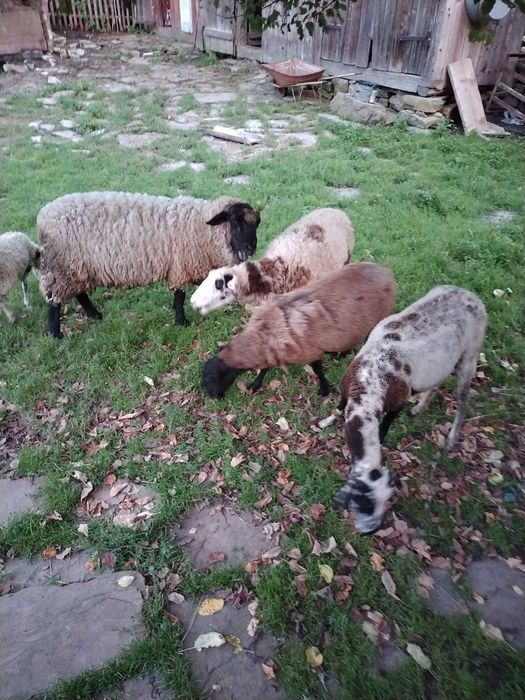 Продаються вівці та ягнята