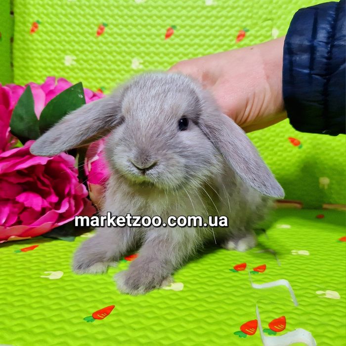 Mini міні мини mini lop вислоухий кролик баранчик