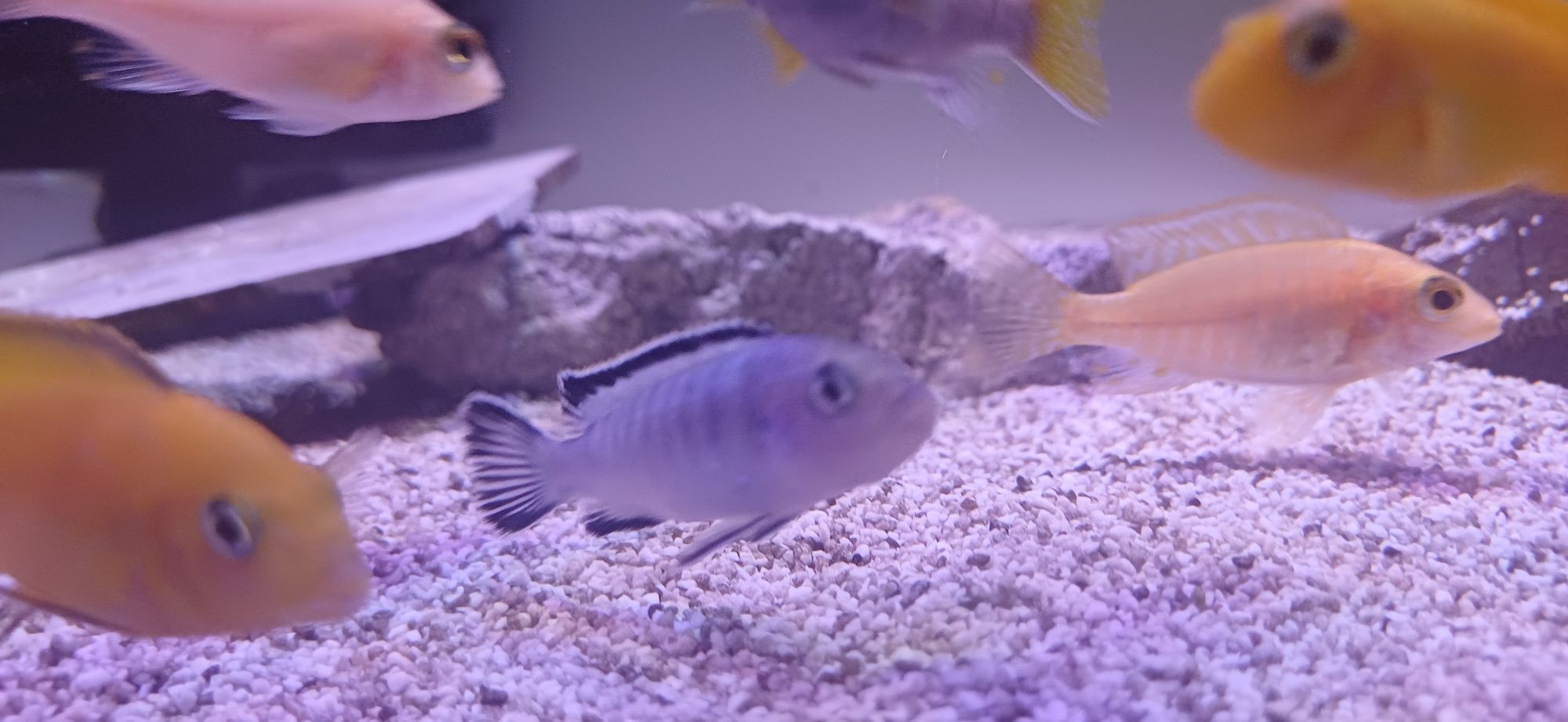 samice Pyszczaka  Pseudotropheus socolofi Pyszczak niebieski