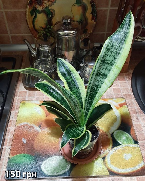 Сансевієрія Futura Superba