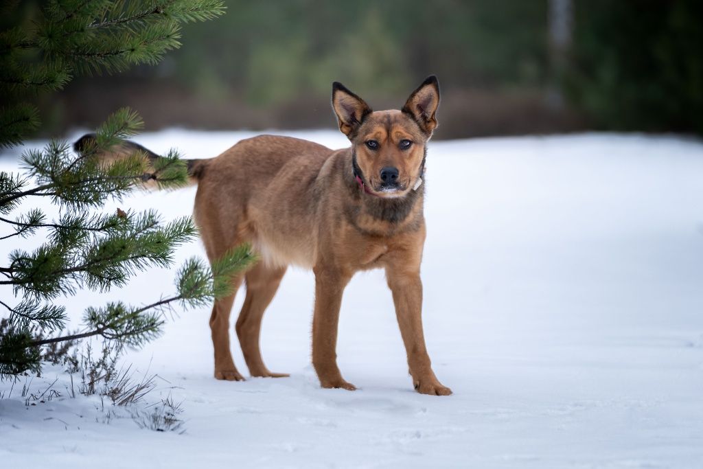 Duża 5 miesięczna sunia do adopcji.