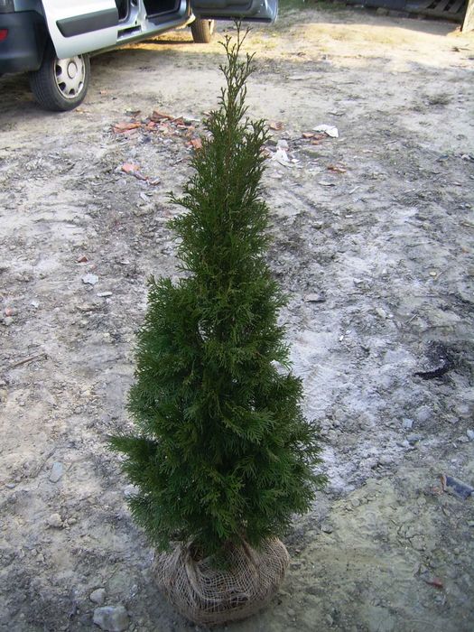 Tuja szmaragd 100 110 cm 1000 sztuk Bielsko Biała Grunt