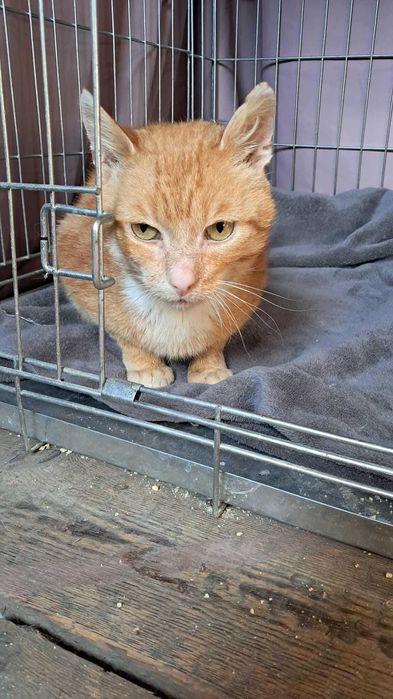 Szukamy domu dla JUMIEGO - rudego kotka