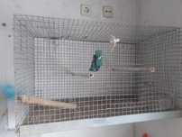 Gaiola de criação agapornis