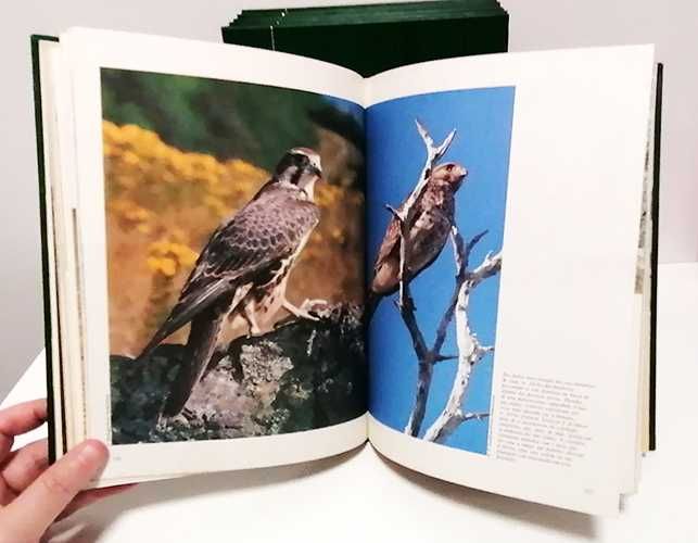 6 Livros - A Aventura da Vida